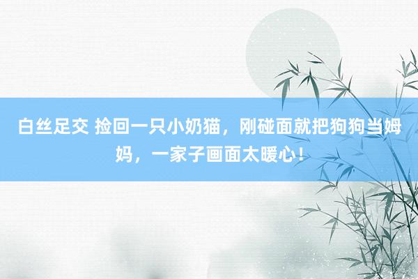 白丝足交 捡回一只小奶猫，刚碰面就把狗狗当姆妈，一家子画面太暖心！